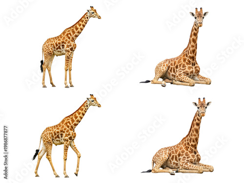 Photography A compelling collection of four magnificent giraffes in different elegant poses, isolated on a transparent background