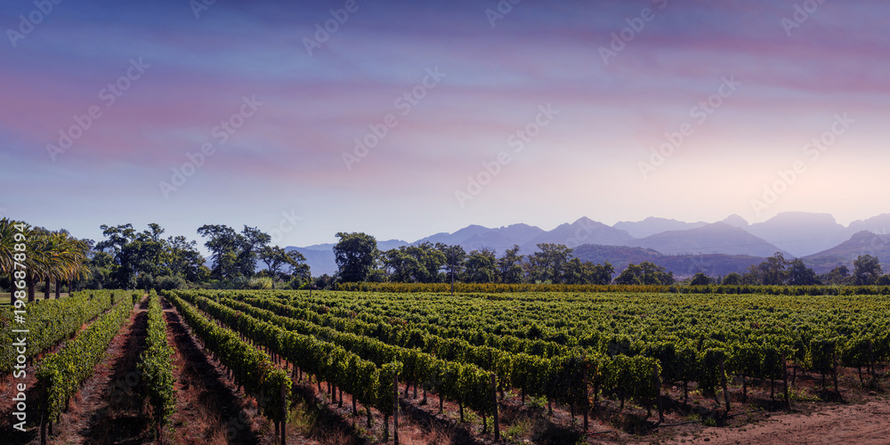 Fototapeta premium Vineyard rows with mountains and sunset sky