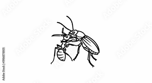 Line drawing shows two insects, an ant and a beetle, interacting closely