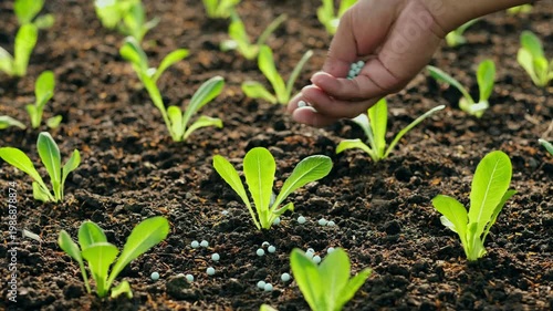 The hands of a farmer applying chemical fertilizer to leafy green vegetables to promote plant growth. Vegetables are a beneficial food source for humans.