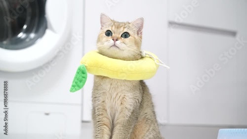 Adorable cute cat with golden fur wearing yellow banana shaped collar, playful feline pet animal sitting indoors on white floor, curious expression in modern laundry room, fluffy and lovable