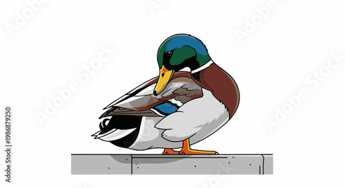 Mallard duck preening on a concrete ledge, with vibrant head colors