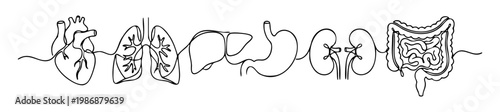 Continuous line drawing of human internal organs with liver, kidneys, heart, lungs and stomach, digestive and respiratory medical concept. vector illustration