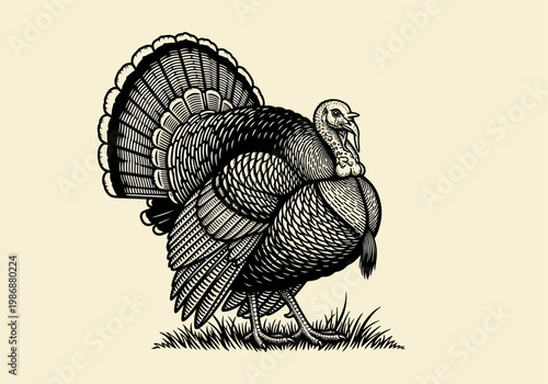 Vintage Engraving Style Turkey Illustration for Thanksgiving and Farm Harvest Themes