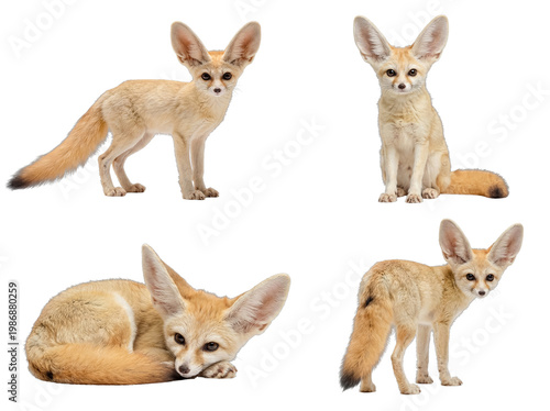 Fotografía Four distinct fennec foxes, various captivating poses, highlighting large ears, isolated on transparent background