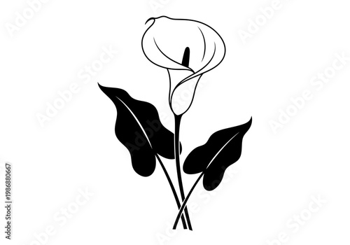 Minimalist Calla Lily Flower Line Art Illustration, Elegant Black and White Floral Design Element isolated on White Background