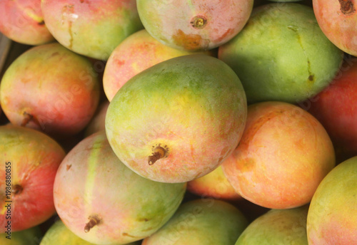 Many fresh ripe mangoes as background	