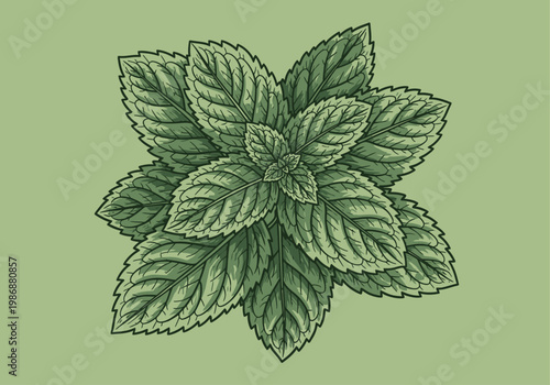 Vintage Style Mint Leaves Illustration, Hand-Drawn Fresh Peppermint or Spearmint Herb Foliage on Green Background