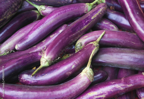 Many fresh purple eggplants as background	