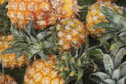 Many ripe pineapples as background