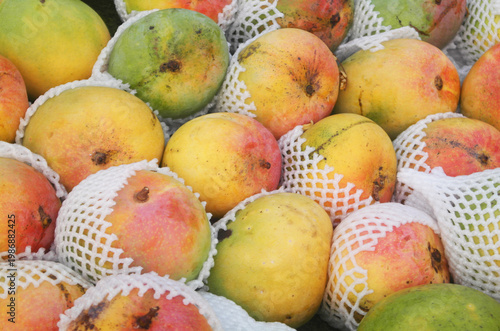 Many fresh ripe mangoes as background	