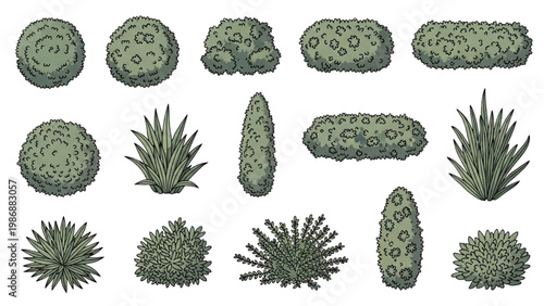 Various vector 2D CAD illustrations of cacti and succulents in different shapes and sizes are shown.