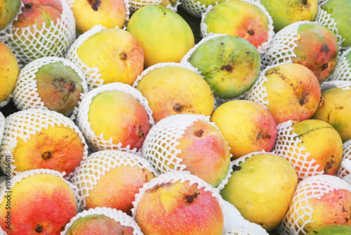 Many fresh ripe mangoes as background	