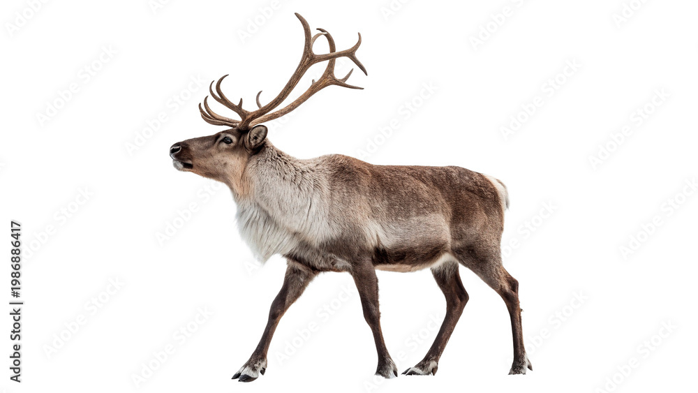 Fototapeta premium Walking reindeer in snowy setting during daytime in winter months with no background distractions