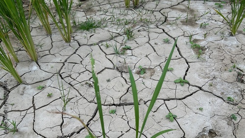 Young rice plants growing on cracked dry soil showing drought conditions.