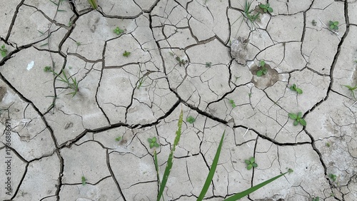 Young rice plants growing on cracked dry soil showing drought conditions.