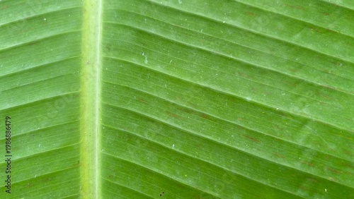 Macro close-up of a green banana leaf showing central vein and fine linear texture.