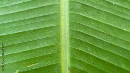 Macro close-up of a green banana leaf showing central vein and fine linear texture.