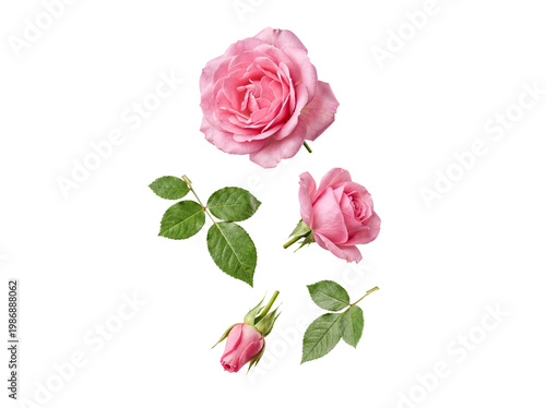 Фотография Close-up of a vibrant pink rose bloom, a budding flower, and fresh green leaves