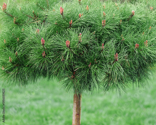 pine tree branches