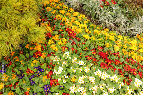 flowers in the garden