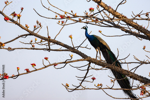 Male Indian peacock perched on tree with long iridescent tail feathers resting