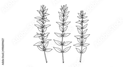 Botanical branch set with thin line leaf drawings, three sprigs arranged for decorative, minimal nature and sketch design