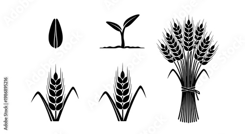 Wheat sprout icon set with hand-drawn black grain stalks and bow bundle illustration for vintage agriculture branding
