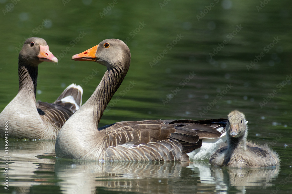 Fototapeta premium greylag goose aquatic bird European lakes and ponds migratory bird