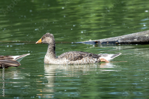 greylag goose aquatic bird European lakes and ponds migratory bird