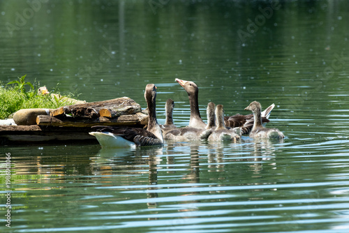 greylag goose aquatic bird European lakes and ponds migratory bird