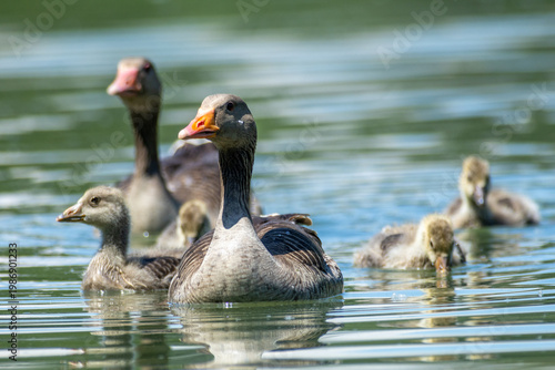 Foto greylag goose aquatic bird European lakes and ponds migratory bird