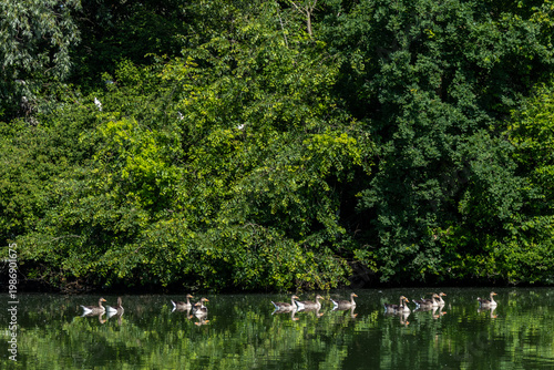 Photos greylag goose aquatic bird European lakes and ponds migratory bird