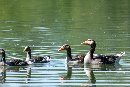 greylag goose aquatic bird European lakes and ponds migratory bird