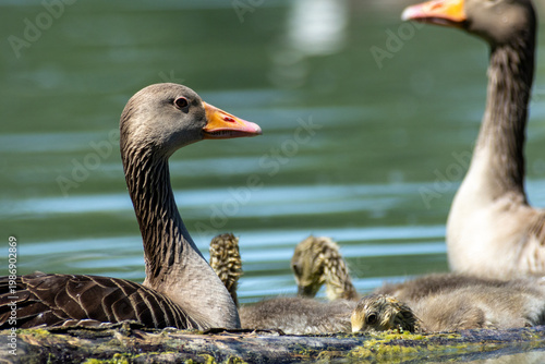 greylag goose aquatic bird European lakes and ponds migratory bird