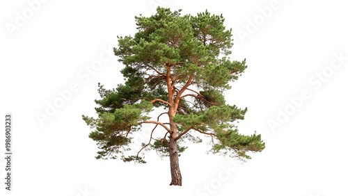 Fotografija Pinus sylvestris tree with long branches and dense foliage isolated on transpare