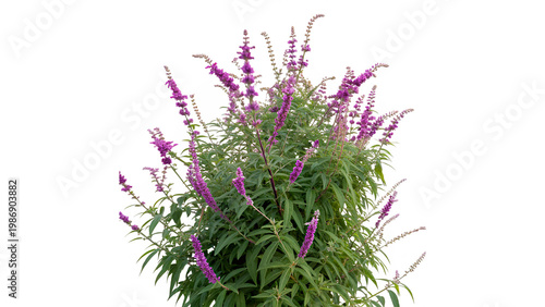 Obraz na plátně Mexican bush sage salvia leucantha showing its purple flowers isolated on transp