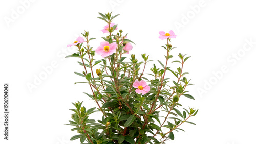 Obraz na plátne cistus incanus isolated on transparent background