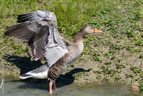 greylag goose aquatic bird European lakes and ponds migratory bird