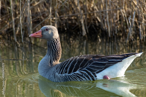 greylag goose aquatic bird European lakes and ponds migratory bird