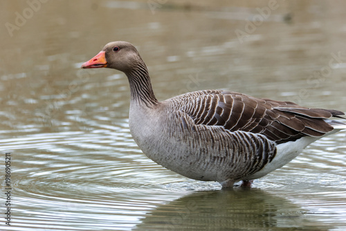 greylag goose aquatic bird European lakes and ponds migratory bird