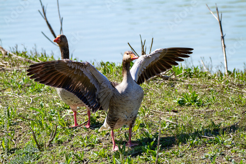 greylag goose aquatic bird European lakes and ponds migratory bird