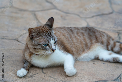 Portrait of a beautiful tabby cat with bright blue eyes lying on a stone floor.