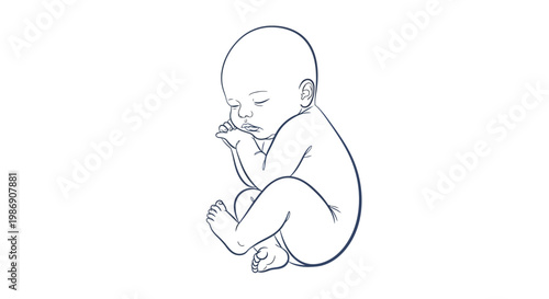 A serene line drawing of a fetus curled up in a womb-like position.
