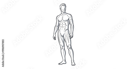 Anatomical illustration of a muscular man standing in a neutral pose.