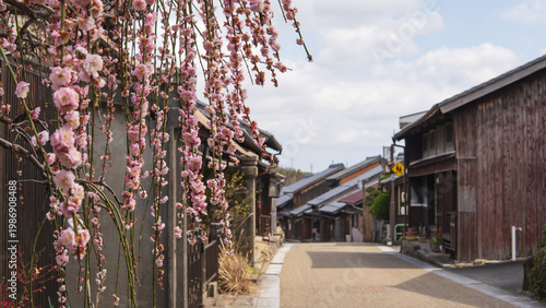 日本：東海道の関宿／レトロな町並みをバックに咲くシダレウメ【重要伝統的建造物群保存地区】三重県亀山市