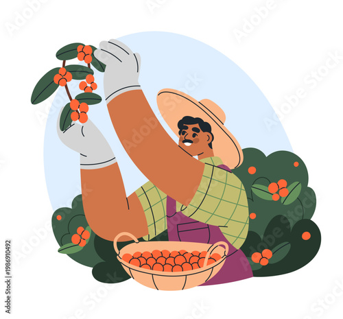 Farmer harvesting coffee cherries on plantation. Man worker picking, collecti...