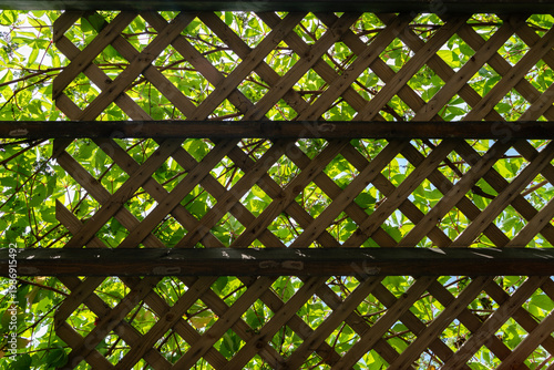 View of wooden trellis with green leaves