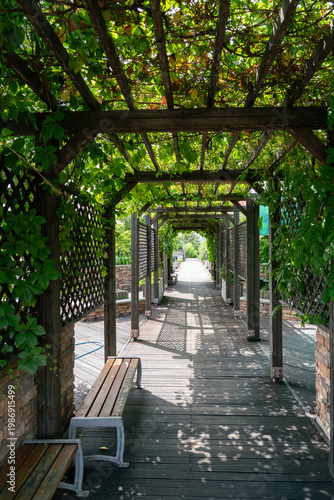 Walking path under wooden pergola with green plants