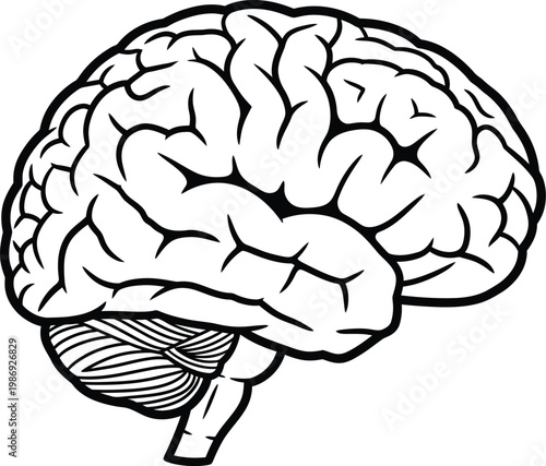 Human brain anatomy vector illustration, black and white line art, medical organ icon symbol